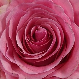 Meet your Posher, Raluca